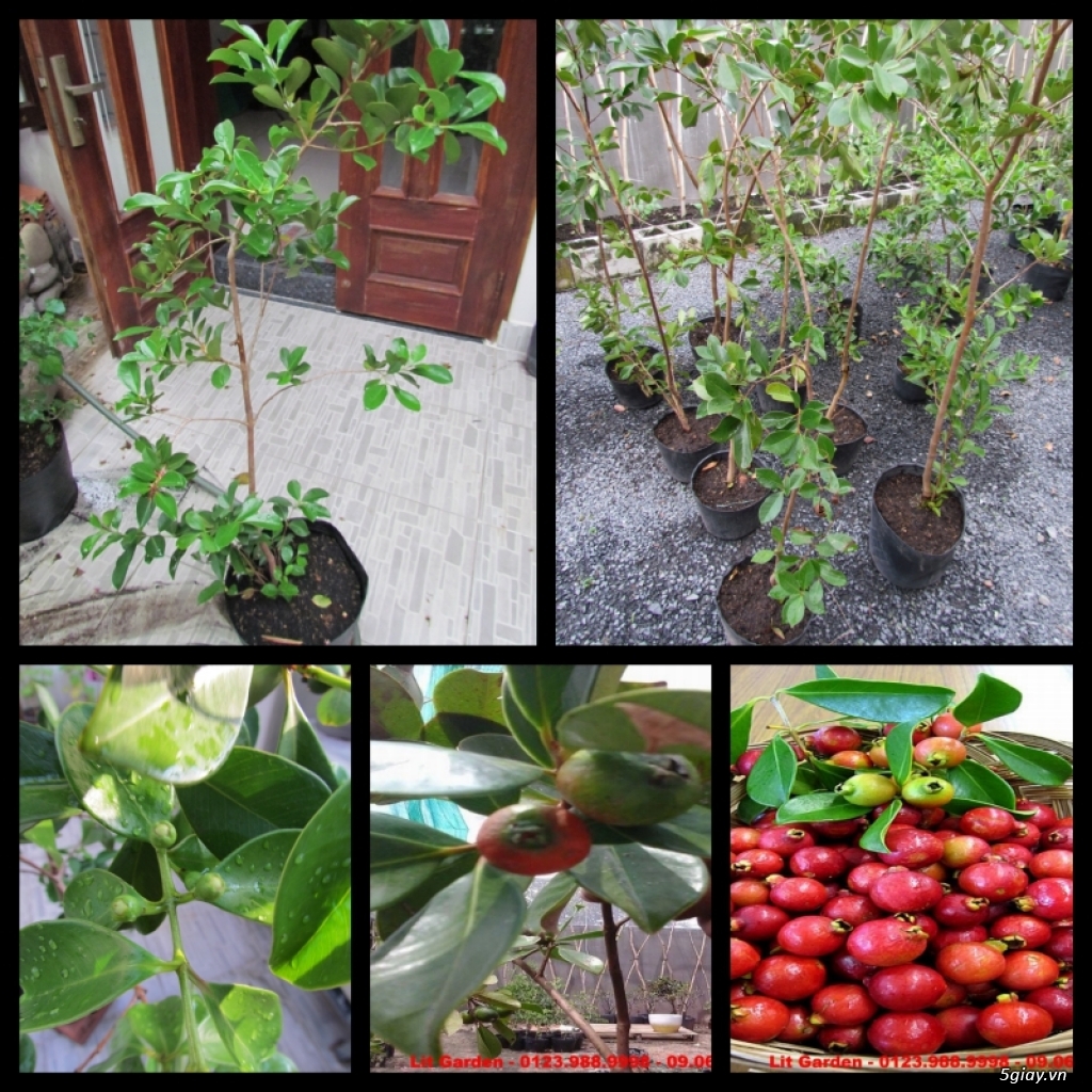 Lit Garden – Chuyên cây độc lạ hot, cây ăn trái, cây gia vị, cây thuốc và sâm !!! - 26