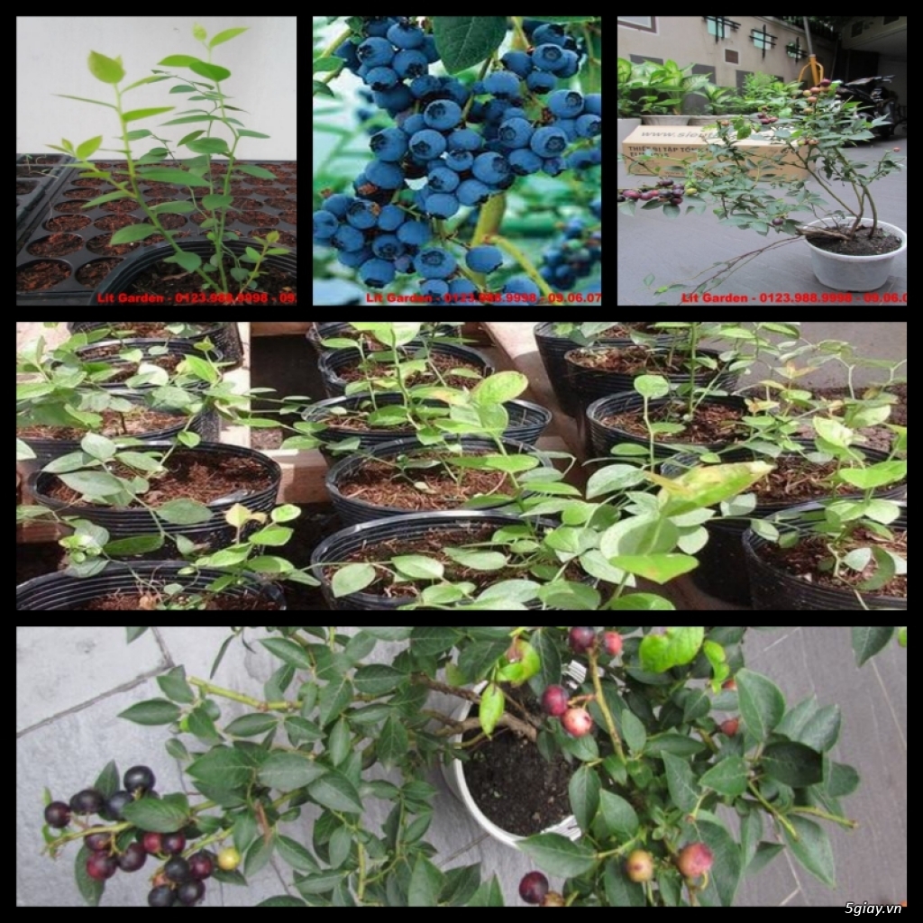 Lit Garden – Chuyên cây độc lạ hot, cây ăn trái, cây gia vị, cây thuốc và sâm !!! - 19