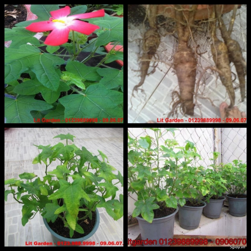 Lit Garden – Chuyên cây độc lạ hot, cây ăn trái, cây gia vị, cây thuốc và sâm !!! - 35