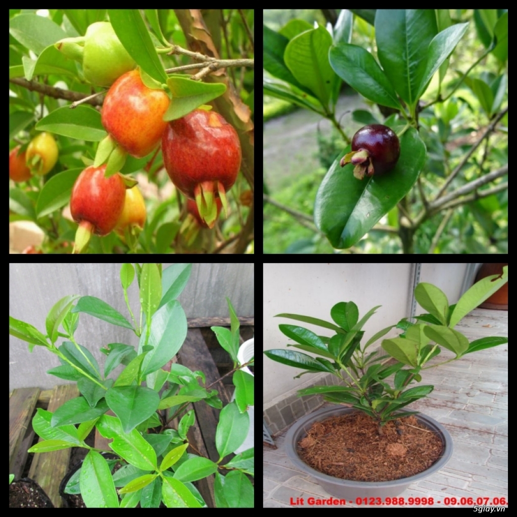 Lit Garden – Chuyên cây độc lạ hot, cây ăn trái, cây gia vị, cây thuốc và sâm !!! - 16