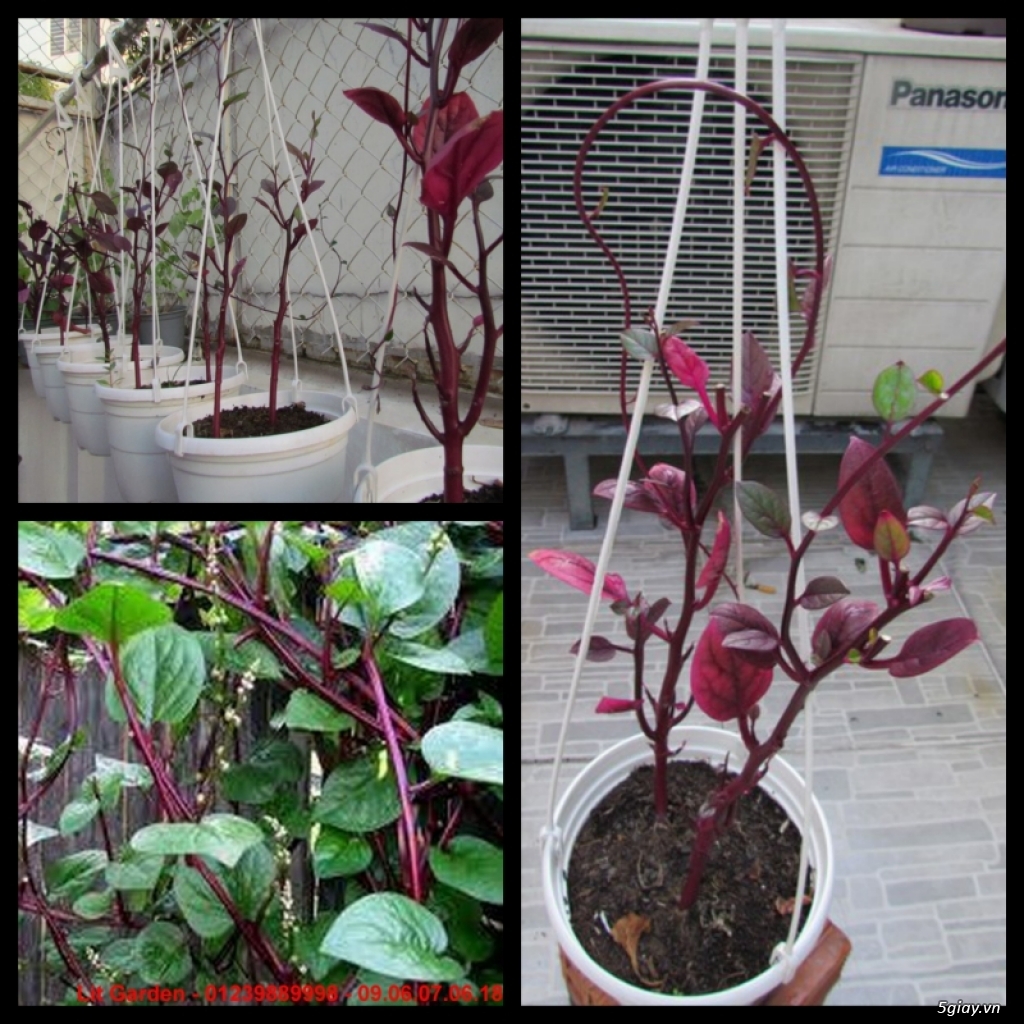 Lit Garden – Chuyên cây độc lạ hot, cây ăn trái, cây gia vị, cây thuốc và sâm !!! - 28