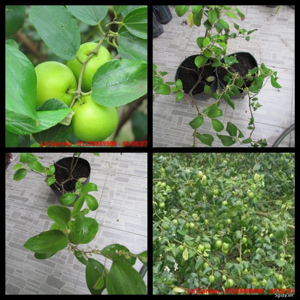 Lit Garden – Chuyên cây độc lạ hot, cây ăn trái, cây gia vị, cây thuốc và sâm !!! - 24