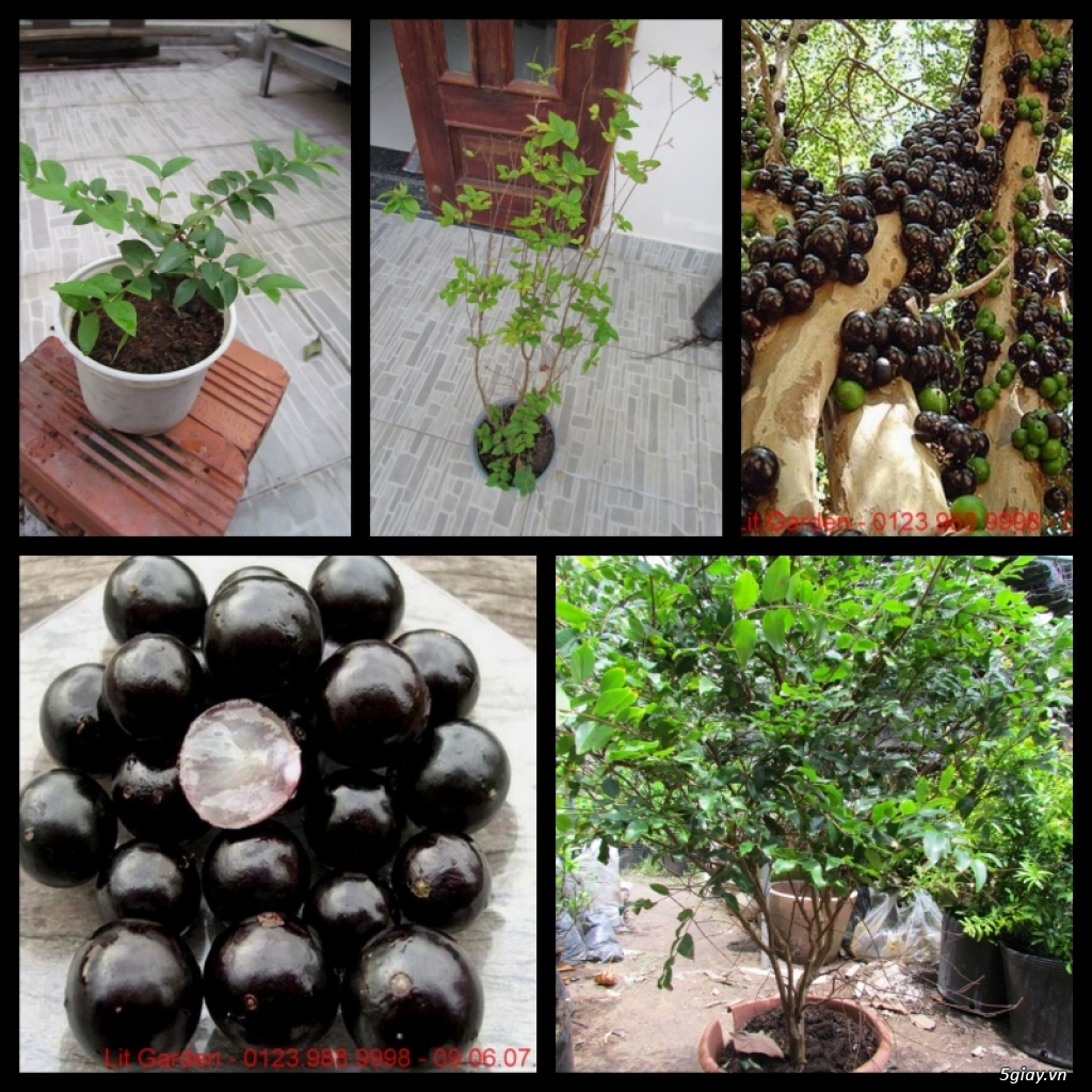 Lit Garden – Chuyên cây độc lạ hot, cây ăn trái, cây gia vị, cây thuốc và sâm !!! - 21
