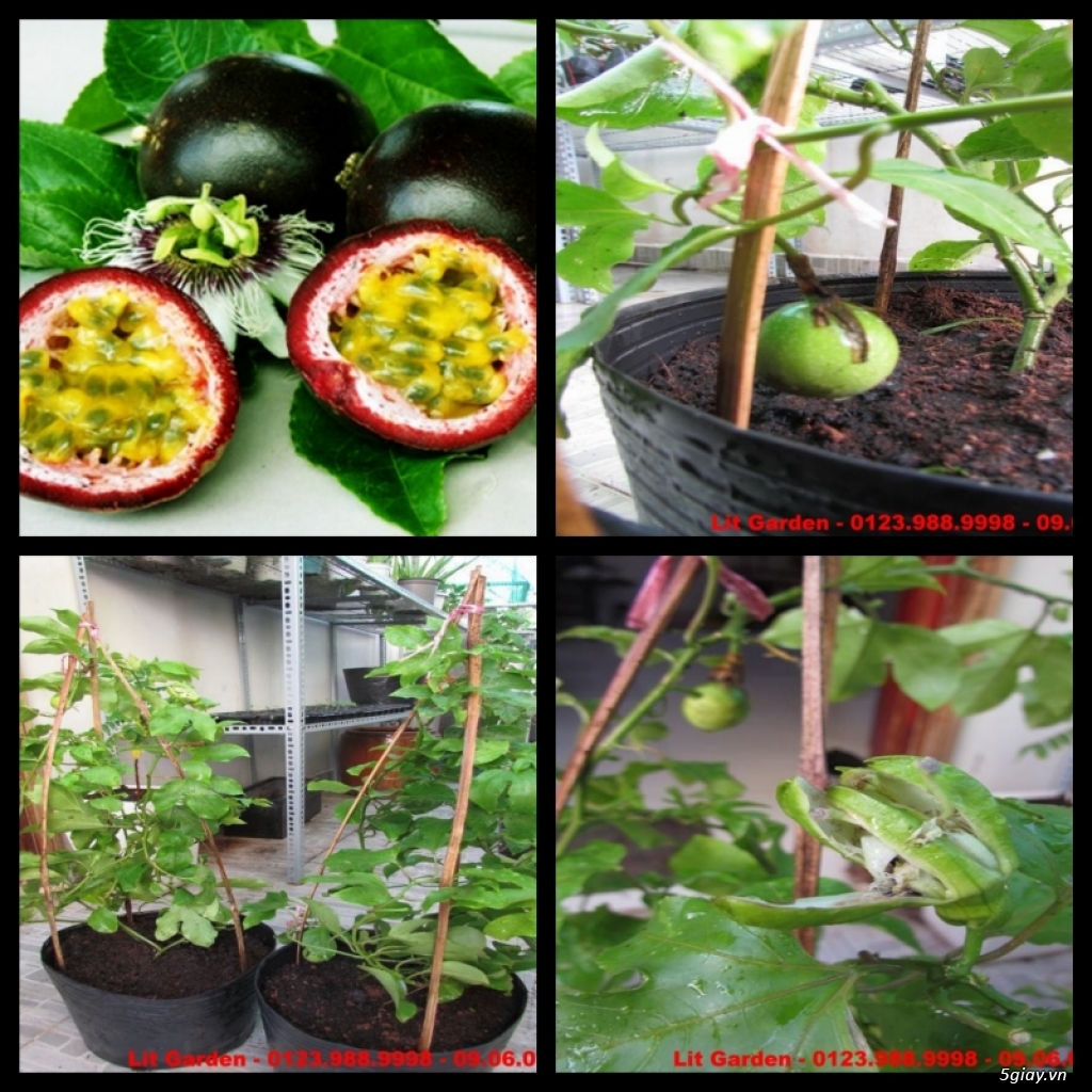 Lit Garden – Chuyên cây độc lạ hot, cây ăn trái, cây gia vị, cây thuốc và sâm !!! - 7