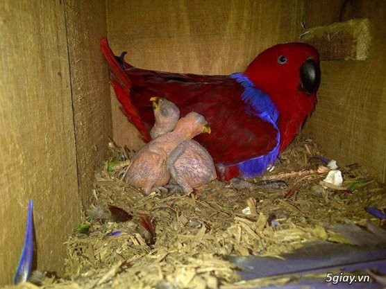 Cặp giống Vẹt nhập Macaw, African grey, Cockatoo sinh sản - 5