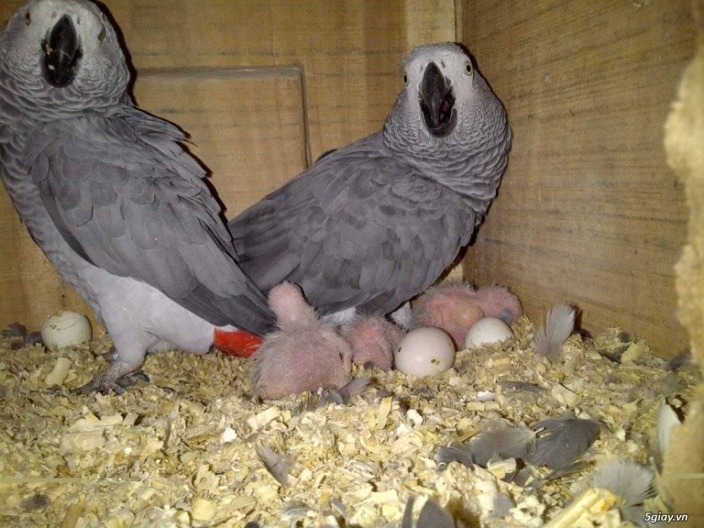 Cặp giống Vẹt nhập Macaw, African grey, Cockatoo sinh sản - 7