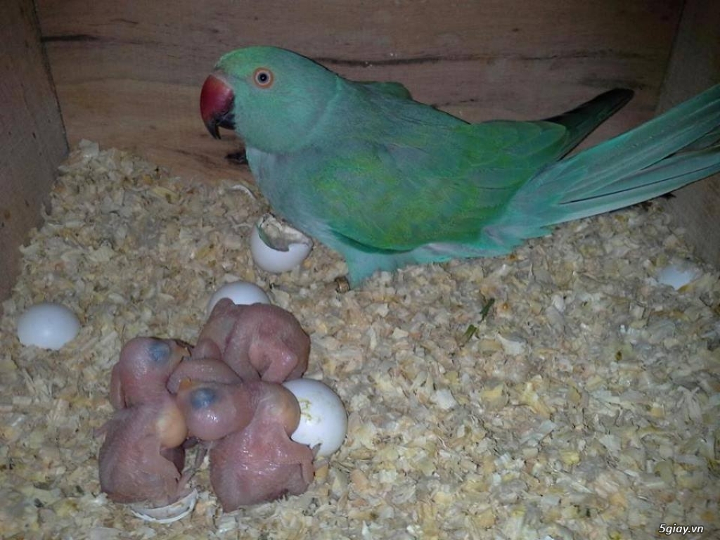 Cặp giống Vẹt nhập Macaw, African grey, Cockatoo sinh sản - 9