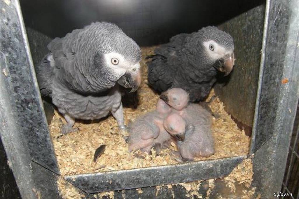 Cặp giống Vẹt nhập Macaw, African grey, Cockatoo sinh sản - 4