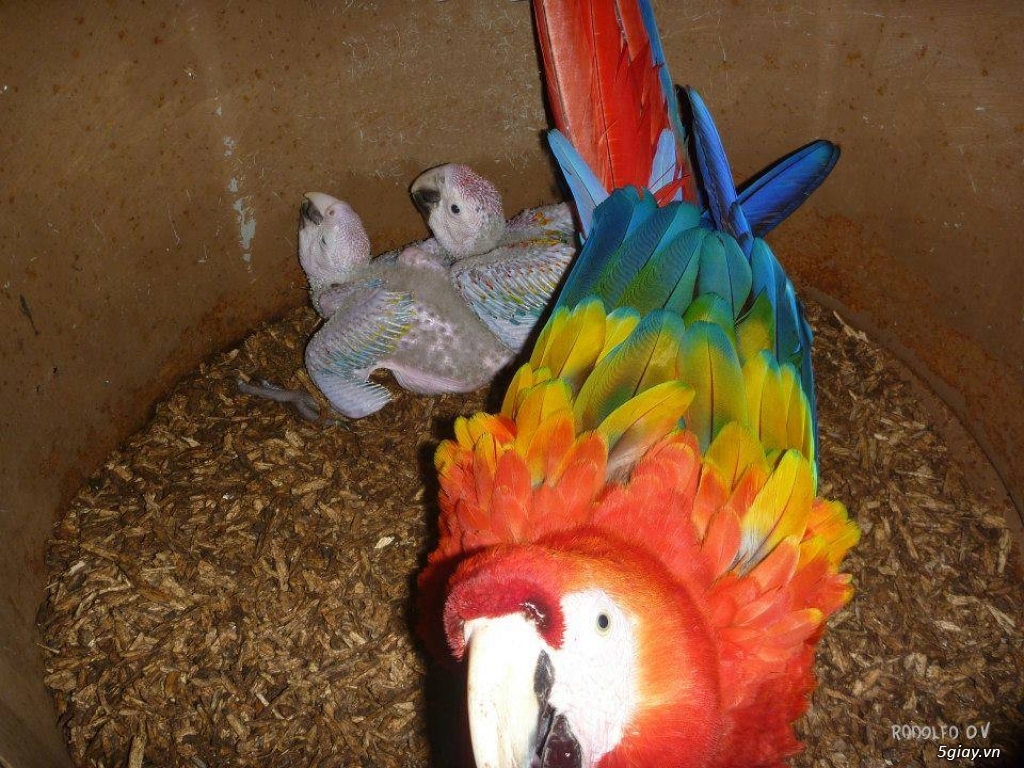 Cặp giống Vẹt nhập Macaw, African grey, Cockatoo sinh sản - 6