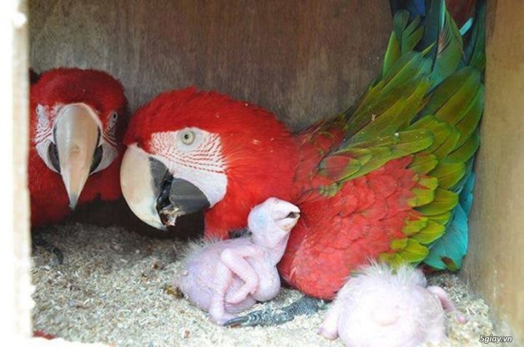 Cặp giống Vẹt nhập Macaw, African grey, Cockatoo sinh sản - 2