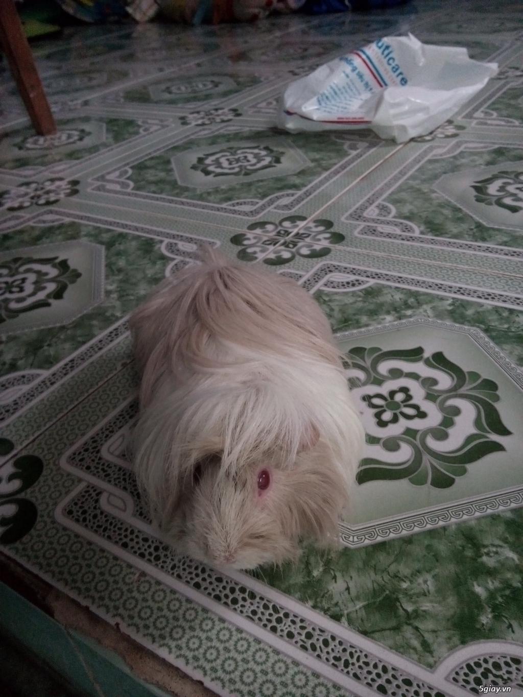 Guinea Pig Peru lông dài thuần chủng - 1