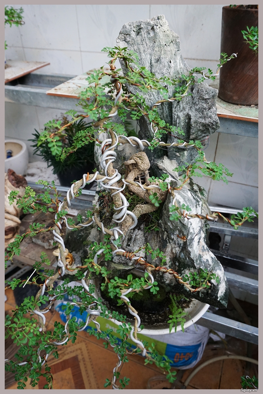 Cây Cần Thăng bám Tiểu cảnh non bộ đá giá 1.5 triệu và nhiều bonsai khác
