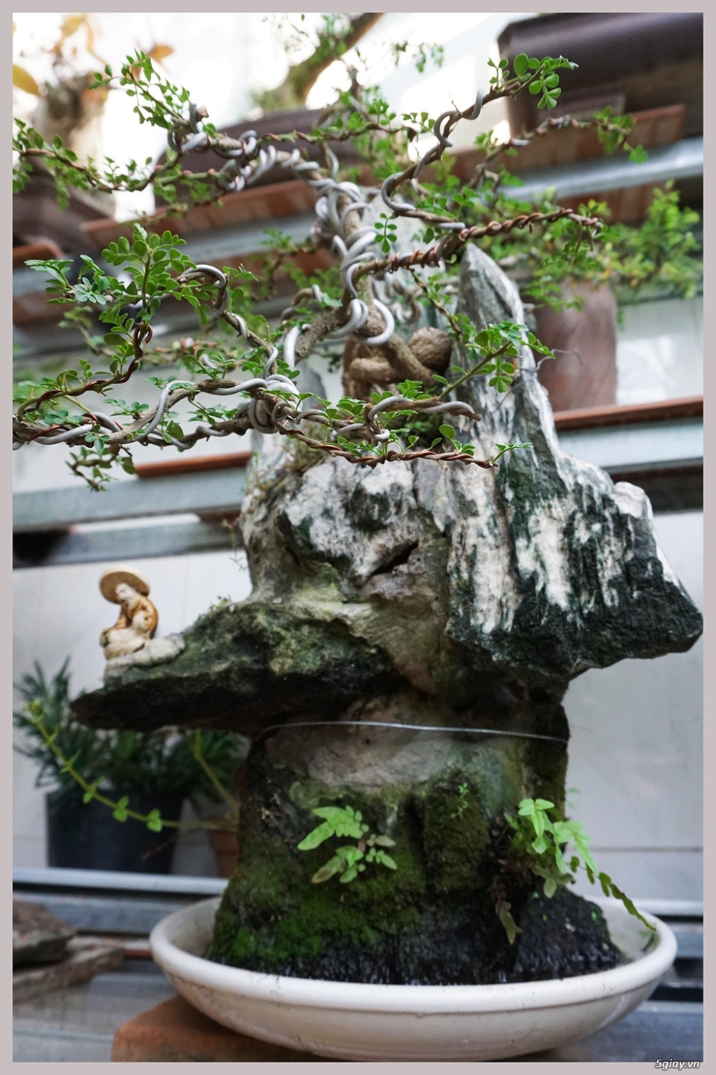 Cây Cần Thăng bám Tiểu cảnh non bộ đá giá 1.5 triệu và nhiều bonsai khác - 1