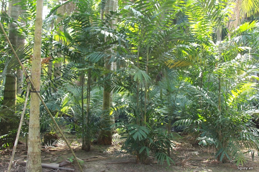 Vườn kiểng Ba Hùng cung cấp các loại cây công trình,cây giống,hạt giống - 10