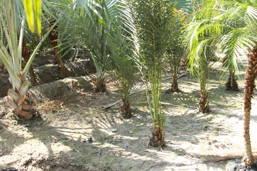Vườn kiểng Ba Hùng cung cấp các loại cây công trình,cây giống,hạt giống - 8