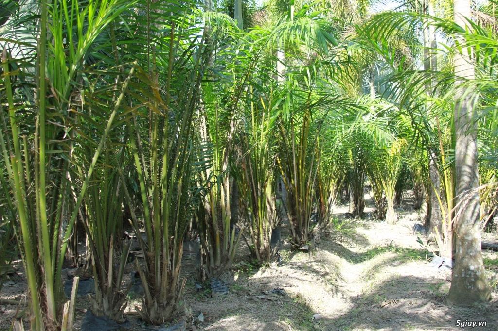 Vườn kiểng Ba Hùng cung cấp các loại cây công trình,cây giống,hạt giống