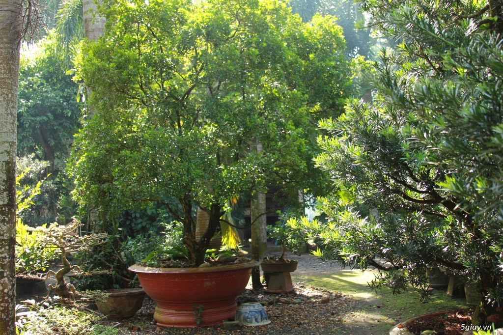 Vườn kiểng Ba Hùng cung cấp các loại cây công trình,cây giống,hạt giống - 9