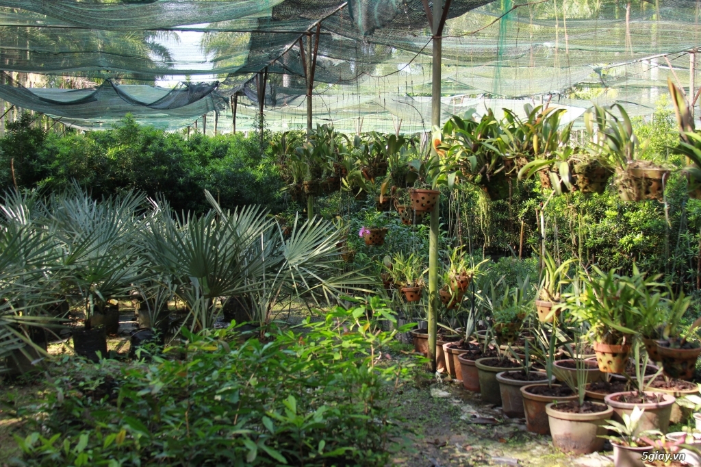 Vườn kiểng Ba Hùng cung cấp các loại cây công trình,cây giống,hạt giống - 2