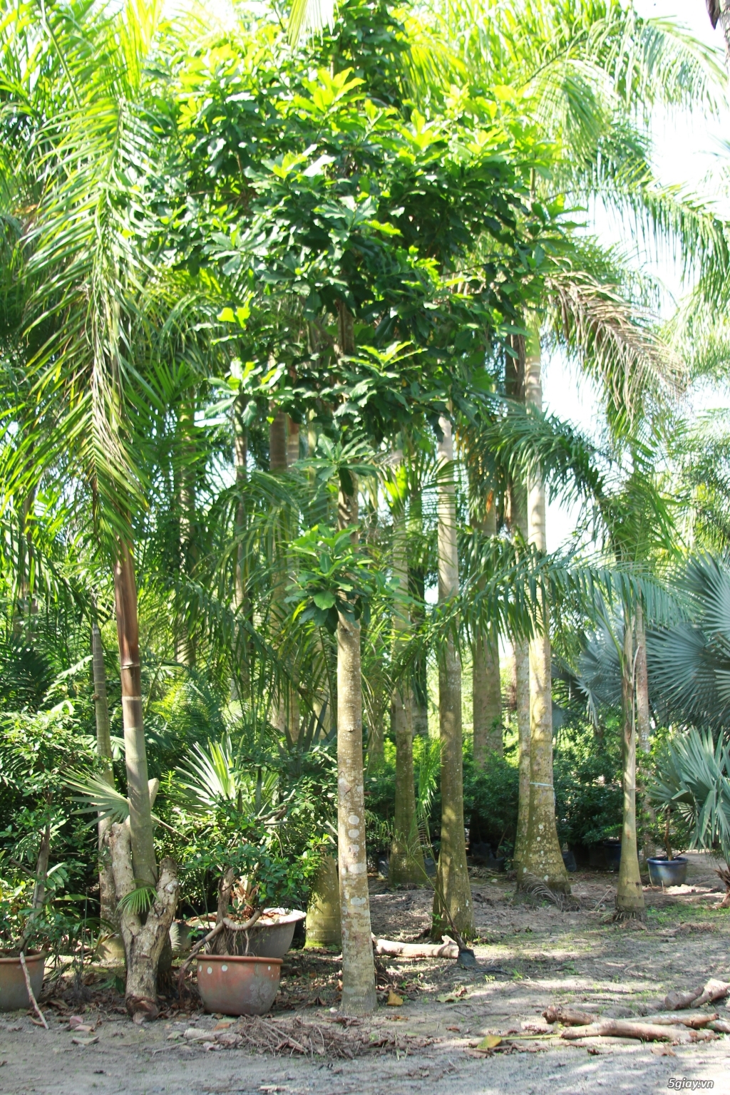 Vườn kiểng Ba Hùng cung cấp các loại cây công trình,cây giống,hạt giống - 11