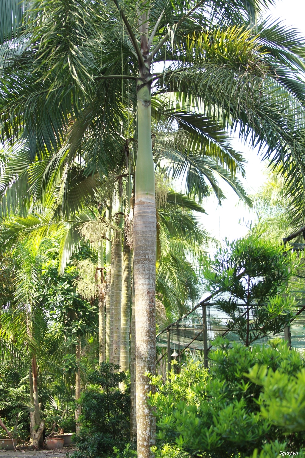 Vườn kiểng Ba Hùng cung cấp các loại cây công trình,cây giống,hạt giống - 5