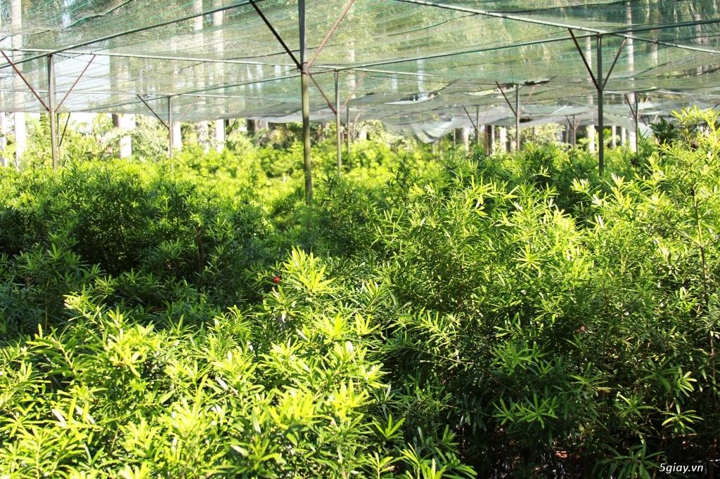 Vườn kiểng Ba Hùng cung cấp các loại cây công trình,cây giống,hạt giống - 3