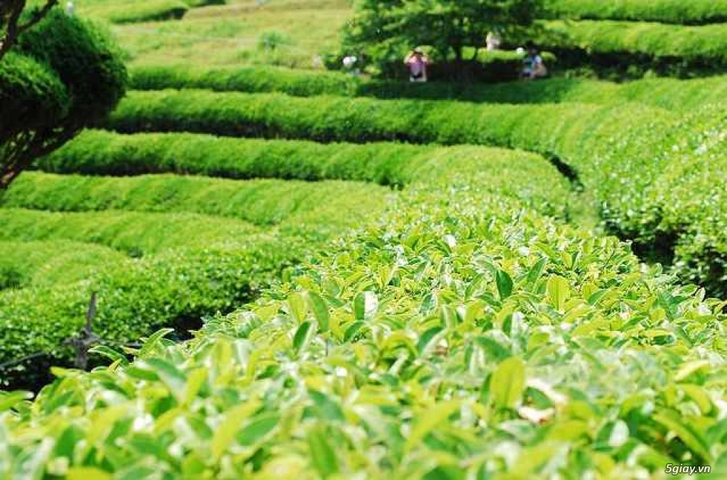 TOUR JEJU HÀN QUỐC 6 NGÀY 5 ĐÊM MIỄN VISA - 5