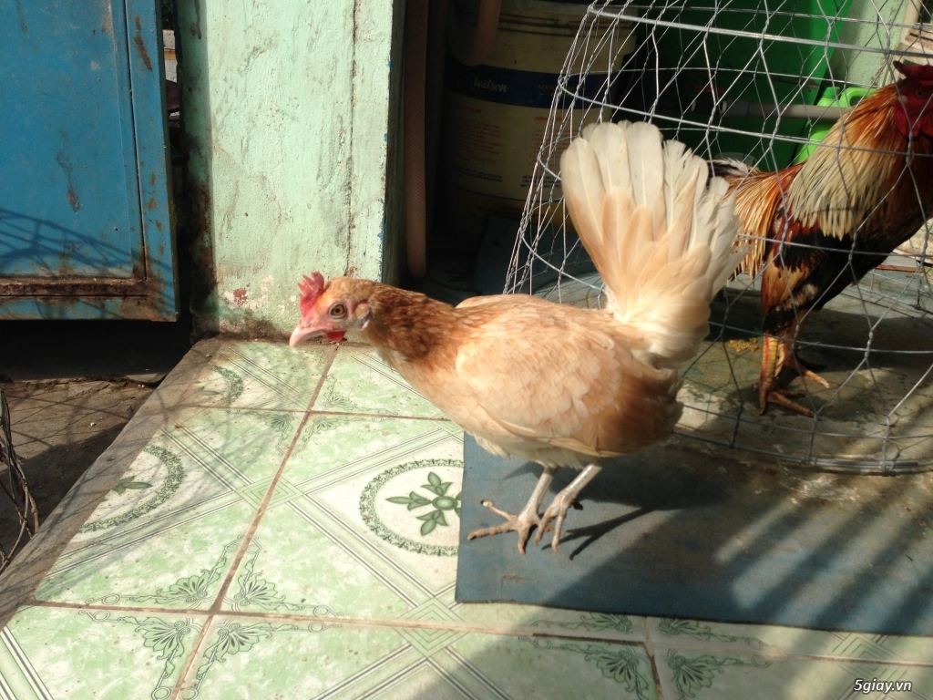 Gà tre bướm con mỹ rặc dòng HATCH - 5