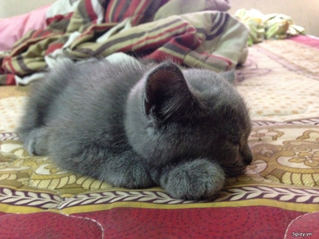 Mèo anh lông ngắn thuần chủng aln 2 tháng tuổi màu xám xanh - 4