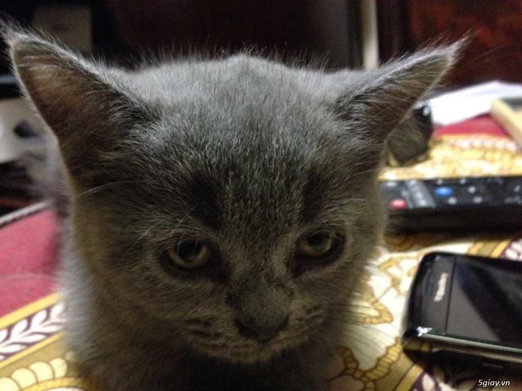 Mèo anh lông ngắn thuần chủng aln 2 tháng tuổi màu xám xanh - 1