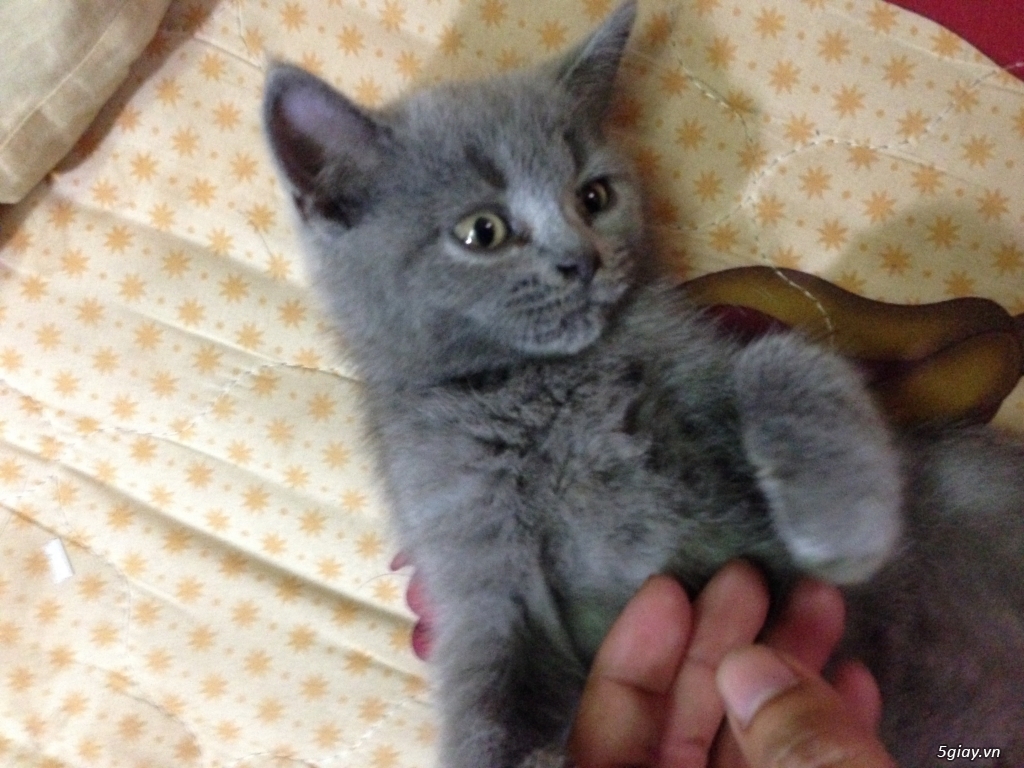 Mèo anh lông ngắn thuần chủng aln 2 tháng tuổi màu xám xanh - 2