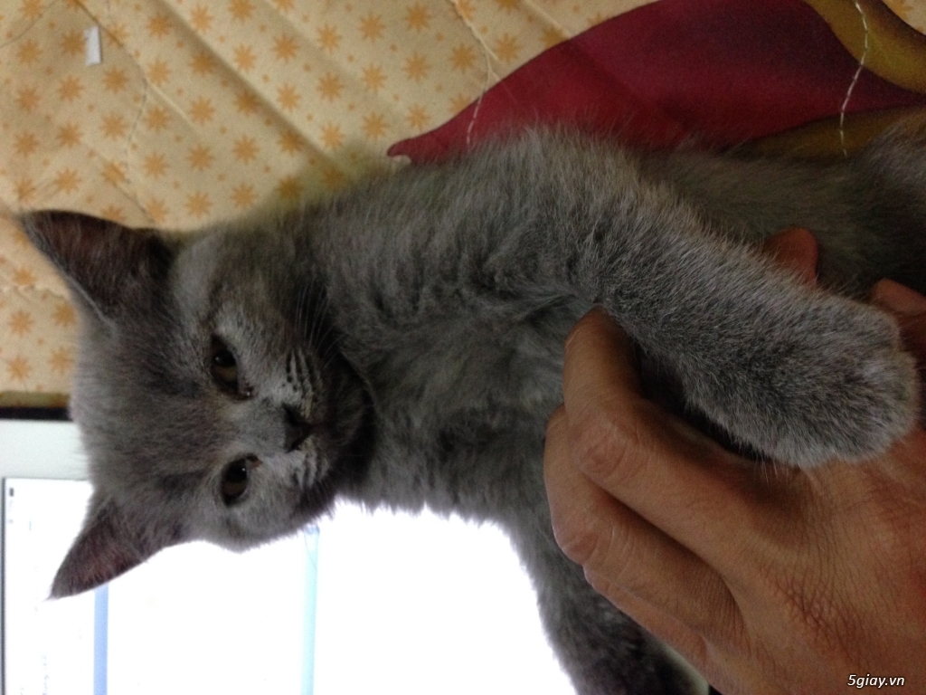 Mèo anh lông ngắn thuần chủng aln 2 tháng tuổi màu xám xanh - 3