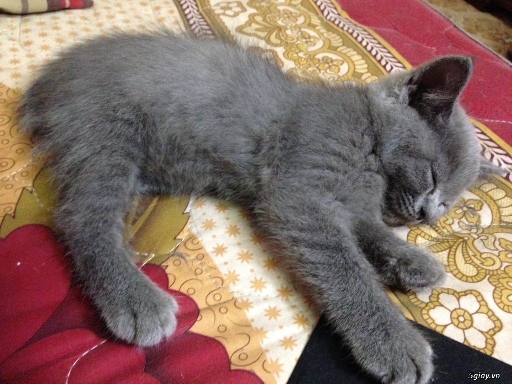 Mèo anh lông ngắn thuần chủng aln 2 tháng tuổi màu xám xanh