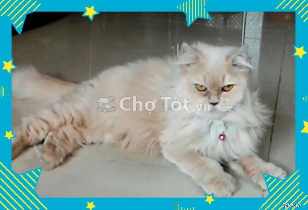 Bán mèo ALD, giống cái, 10 tháng, giá 2.3tr