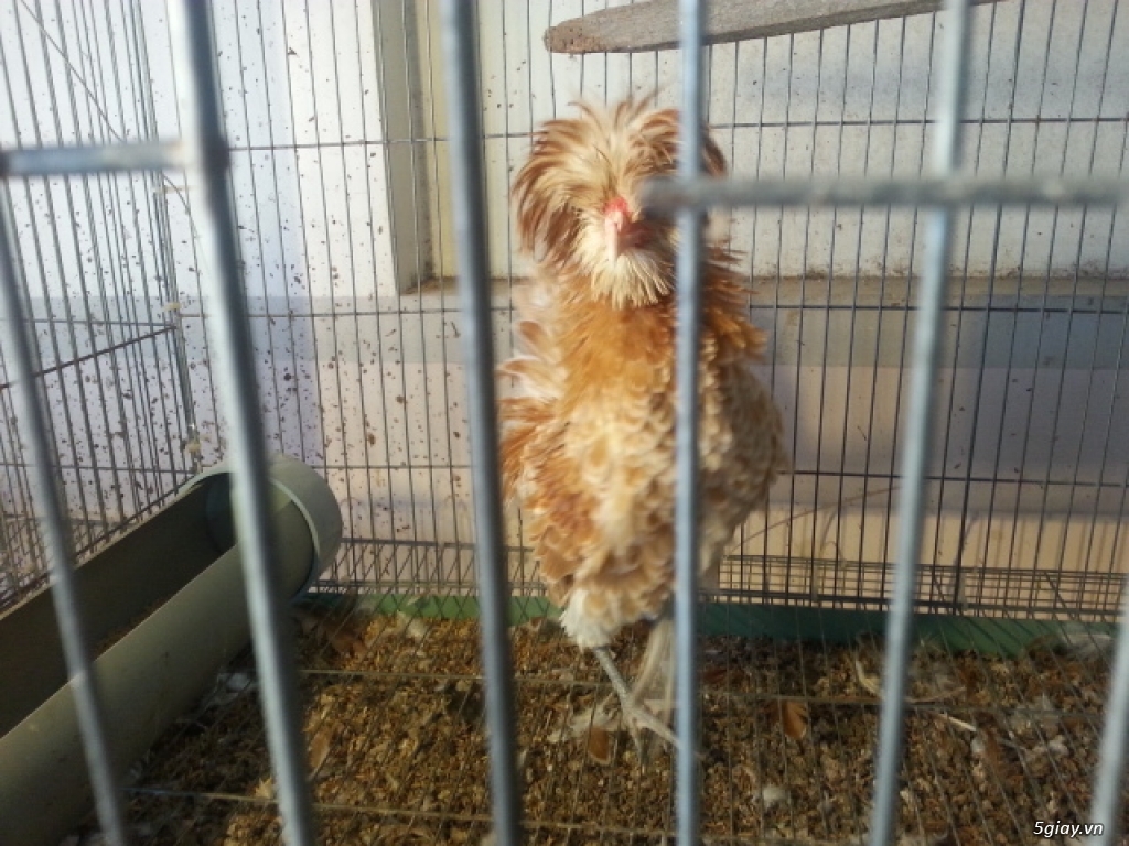 Gà Ba Lan Lông xù - 1