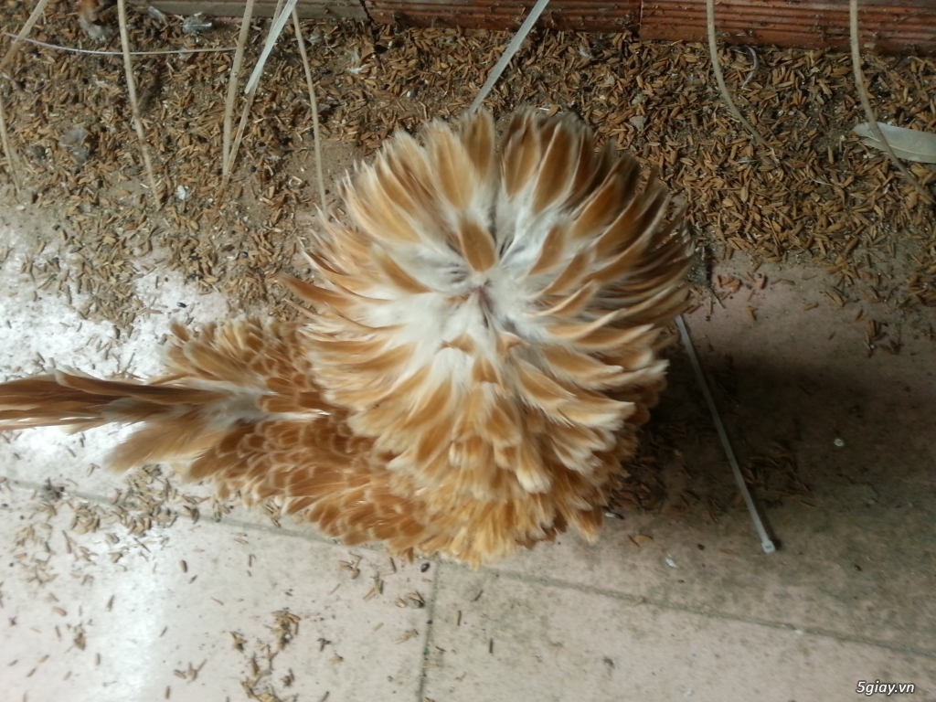 Gà Ba Lan Lông xù - 4