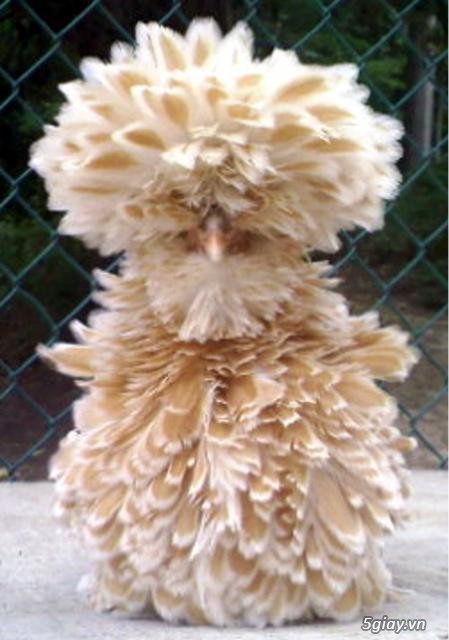 Gà Ba Lan Lông xù - 6