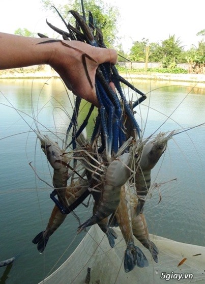 Bỏ Mối Sỉ Lẻ Tôm Càng Tôm Thẻ Tôm Sú