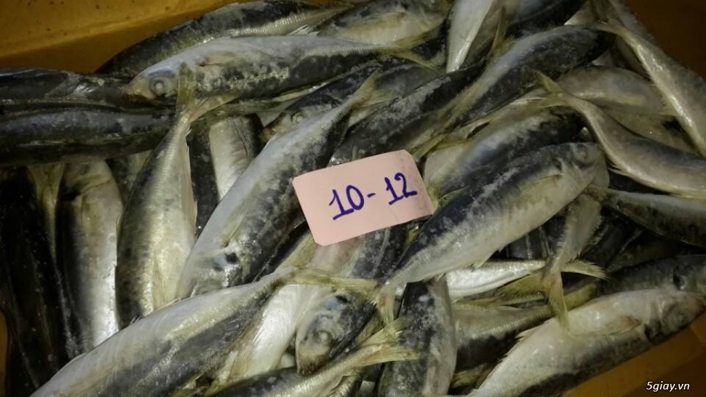 CUNG CẤP CÁ NỤC ĐÔNG LẠNH - 13