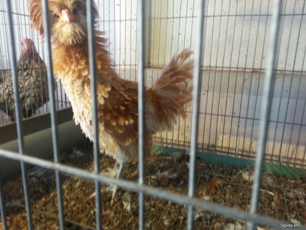 Gà Ba Lan Lông xù