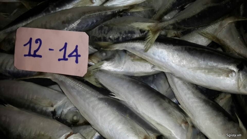 CUNG CẤP CÁ NỤC ĐÔNG LẠNH - 10