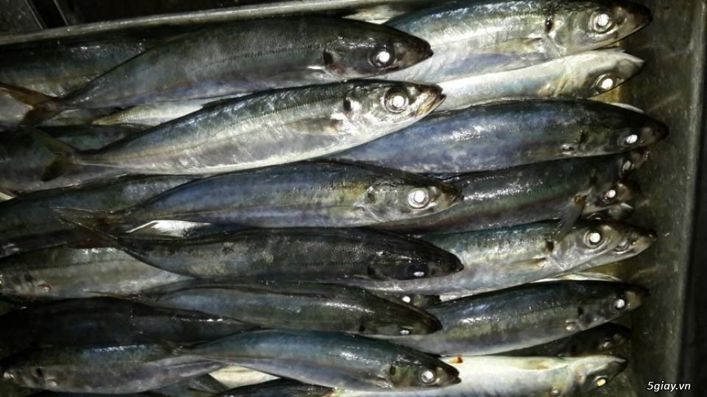 CUNG CẤP CÁ NỤC ĐÔNG LẠNH - 12