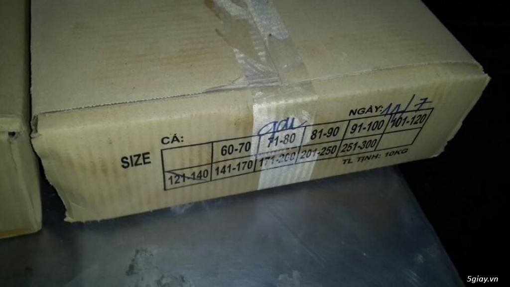 CUNG CẤP CÁ NỤC ĐÔNG LẠNH - 11