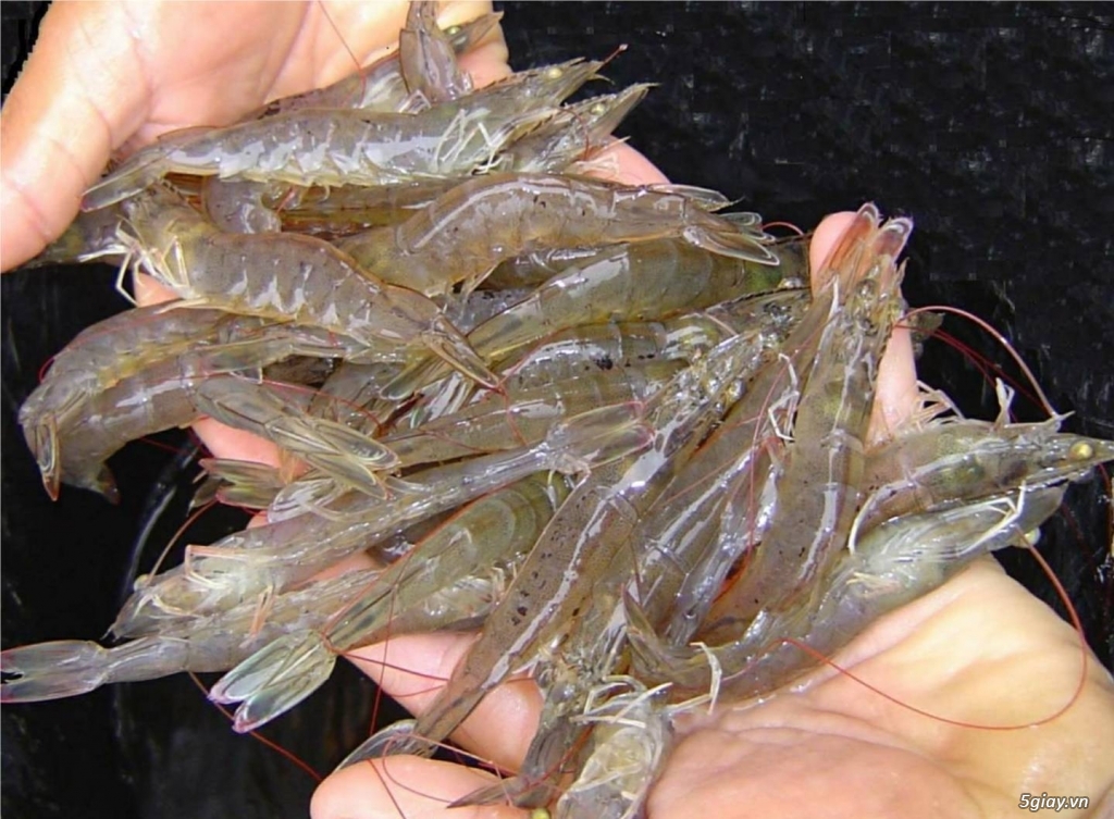 Bỏ Mối Sỉ Lẻ Tôm Càng Tôm Thẻ Tôm Sú - 2