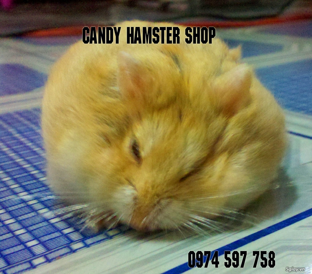 Chuột hamster giá rẻ nhất HCM - 2