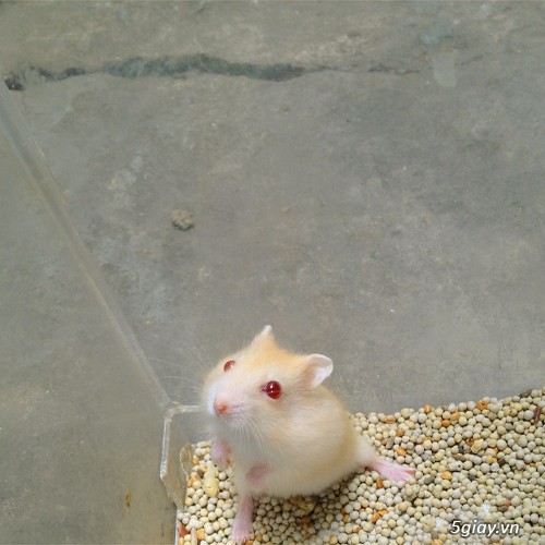Chuột hamster giá rẻ nhất HCM - 21