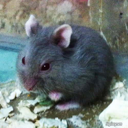 Chuột hamster giá rẻ nhất HCM - 17