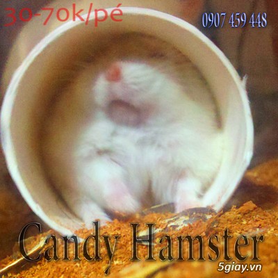 Chuột hamster giá rẻ nhất HCM - 4