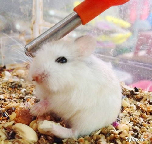 Chuột hamster giá rẻ nhất HCM - 20