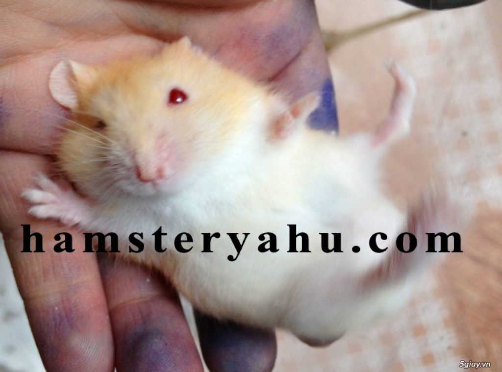 Chuột hamster giá rẻ nhất HCM - 24