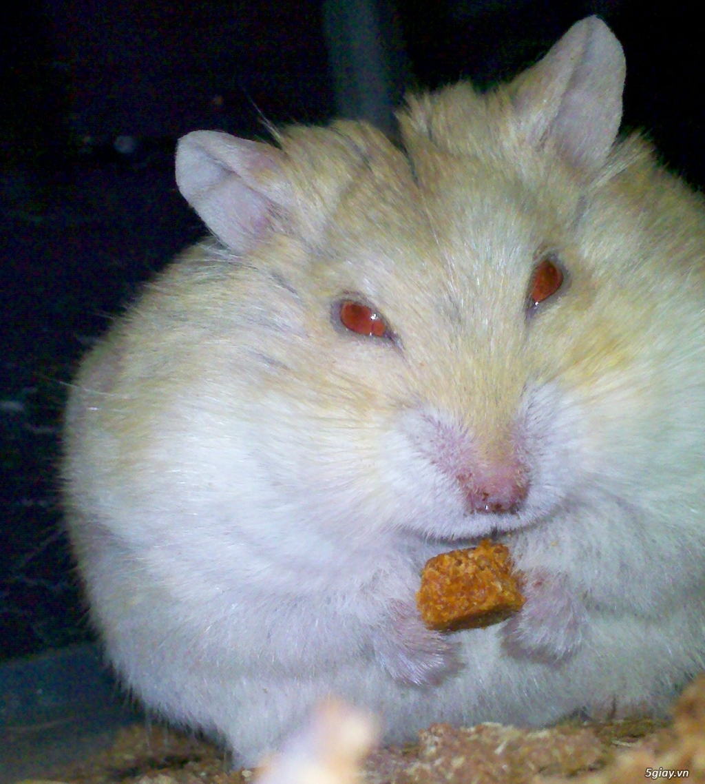 Chuột hamster giá rẻ nhất HCM - 7